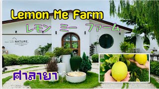 Lemon Me Farm レモンミーファーム　เลมอน มี ฟาร์ม เลมอนช่วงนี้ออกลูกเพียบบบบ  ลูกใหญ่เต็มมือ ‼️