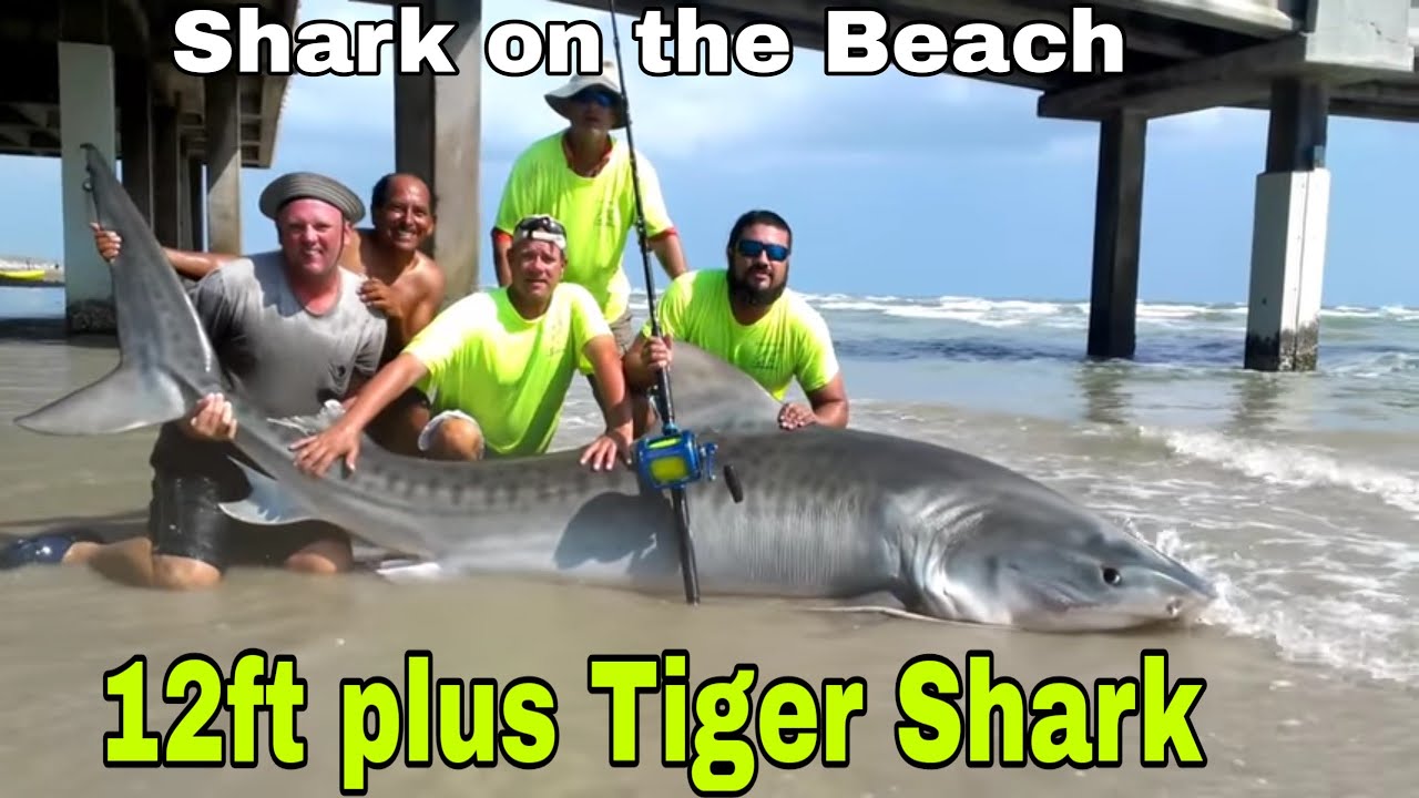 Amazing fishing skills land Most famous tiger shark caught on Avet Reels