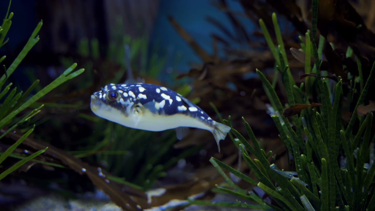 Balancing ratio of puffer fish to starfish in aquarium ecosystems