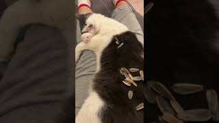 Çekirdek Çitleme Kabımı Nasıl Buldunuz ?