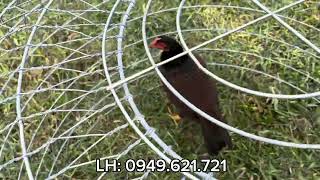 Trại Gà Thanh Hậu Giang Mới Nhất Ng 2001