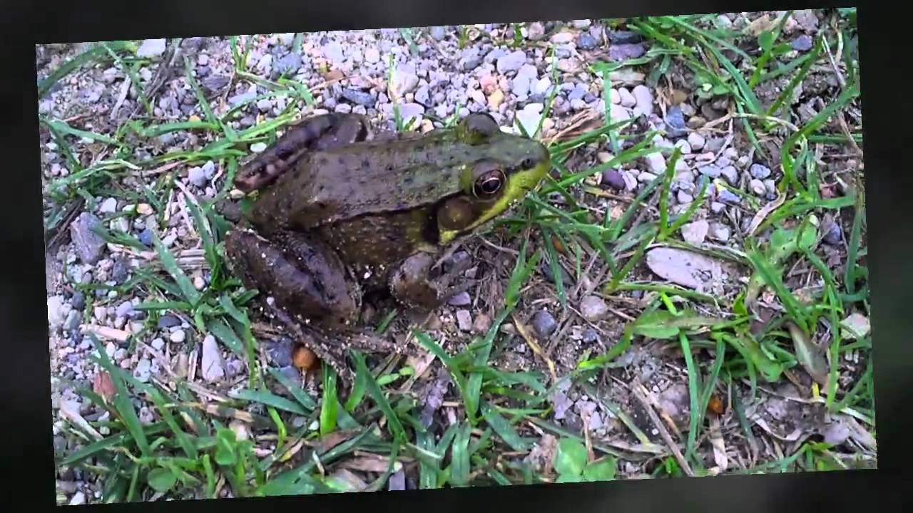 watershed Herping season has begun!