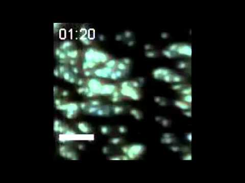 Spectral Fingerprinting of Individual Cells Visualized by Cavity-Reflection-Enhanced Light...