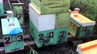 Setting Up A Two-Queen Colony