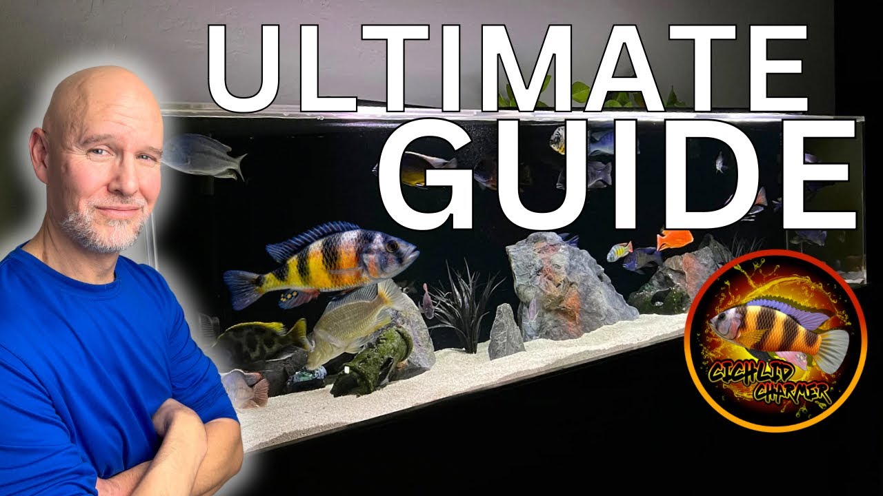 Curated visual reference: Picture Idea: Step By Step Setting Up Peacock Hap African Cichlid Tank