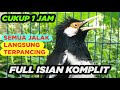 Suara Masteran Jalak Suren Untuk Pancingan Jalak Suren Muda Dijamin Pasti Cepat Nyaut Full Isian