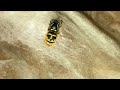 Hibernating Queen Wasp in England