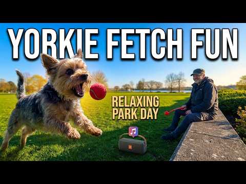 Park Day with Yorkie Lucy | Endless Fetch Fun
