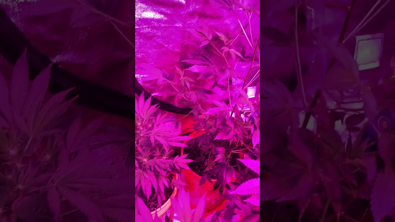 INDOOR GROW 2018 UPDATE 4 x 8 2 400 watt led mars