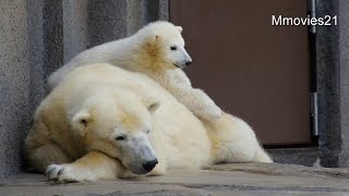 Polar Bear cub  ride on the back of the mother 母の背に乗りたい こぐま