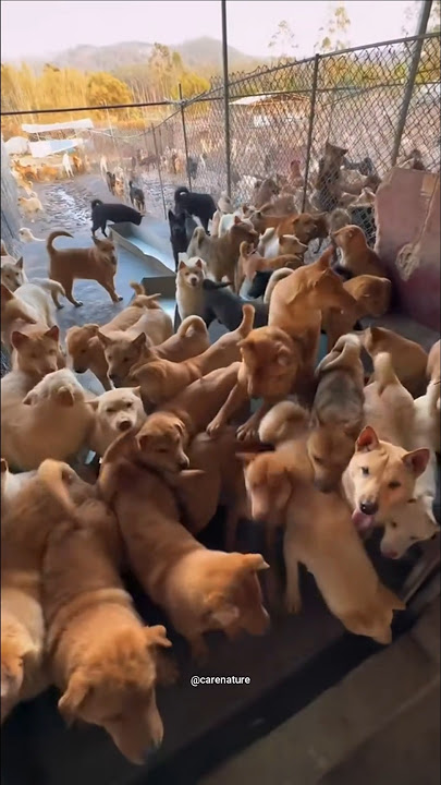 Why is dog farming done in China? #dogs #dog #farming #china #shorts