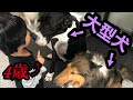 子供が多頭飼い 大型犬 しつけ 世話をする 子供が多頭飼い 大型犬 しつけ 世話をする