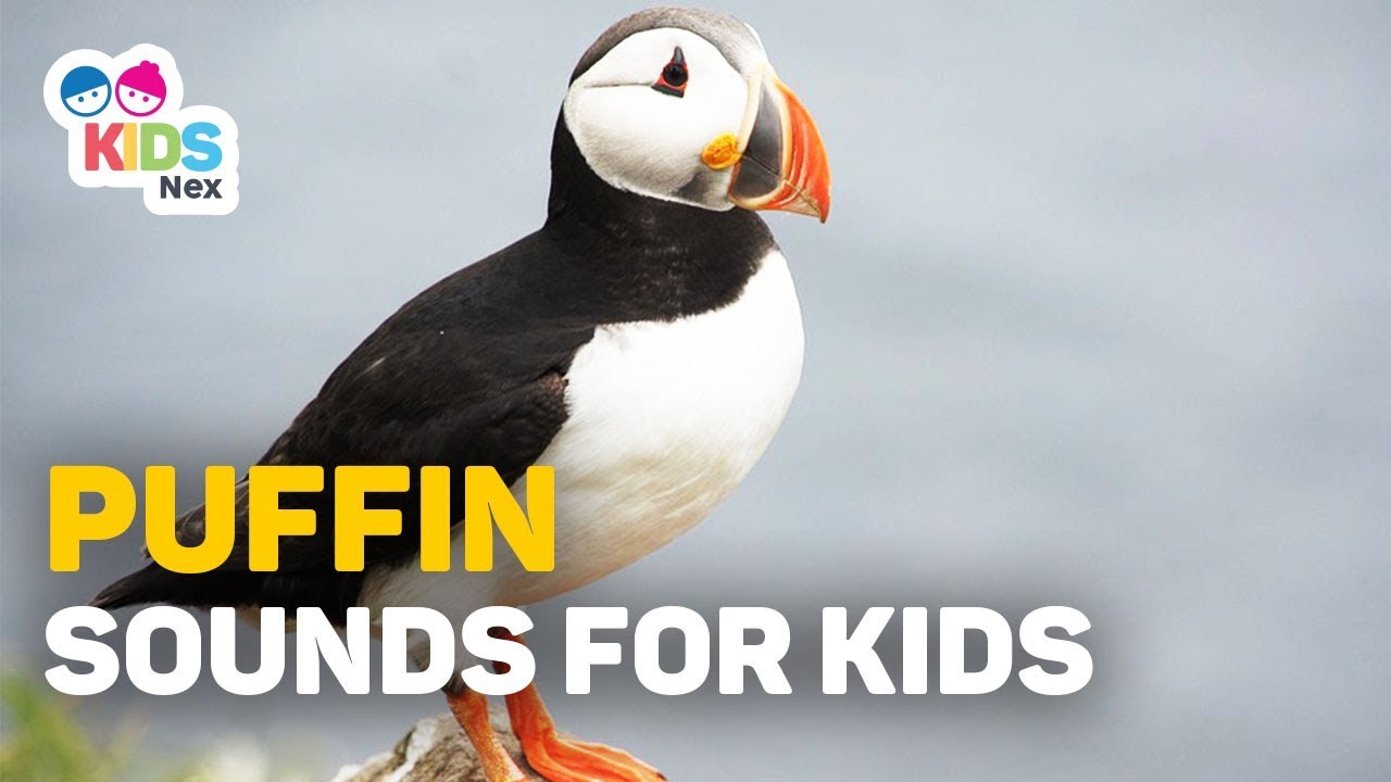 Animal Sounds for Kids Puffin Bird Sounds for Children YouTube