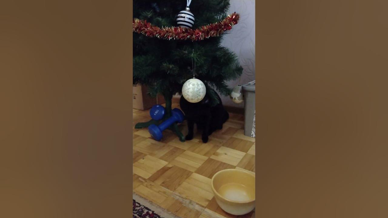 Забавні котики 🐆 Ви готові до Різдва #short - YouTube