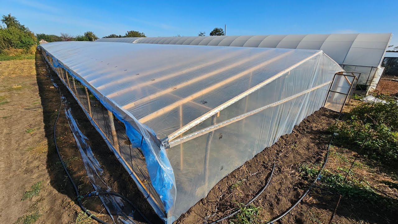 Очередная (25 теплица на моем участке) самый масштабный проект на 1000 кв.м размер 13,5×80 метров.