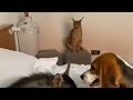 A Caracal, a Hyena, and a Beagle - What could go wrong?