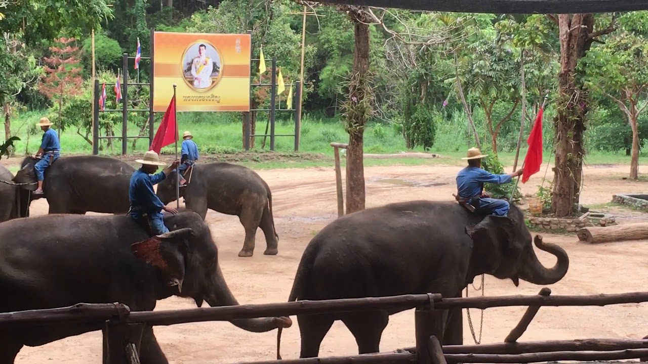 Thai Elephants (Lampang Conservation Center)