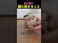 ❤️800万❤️子猫に起こった出来事_(心臓に気をつけてください)