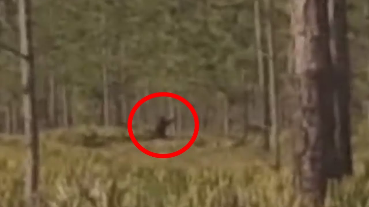 Bigfoot Sighting Caught On Tape 2015