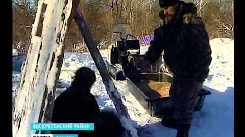Литовские лани и пятнистые олени обживаются на саратовской земле
