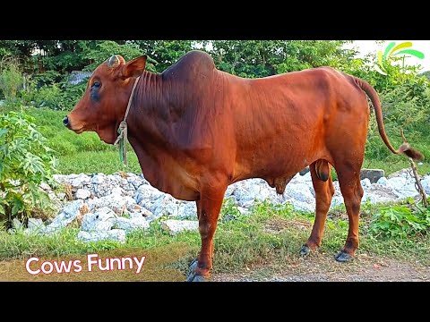 Video Cows Funny Cute Video ???? Cute and Funny Cow sound... - youtube