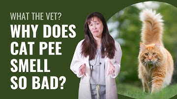 Why Does Cat Pee Smell So Bad?! Everything You Need To Know