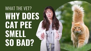 Why Does Cat Pee Smell So Bad? Everything You Need To Know