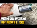 깡통에 머리 낀 고양이 구조해주자 반응