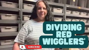 The division into grow out bins continues￼ TheGardenAndWormLady.com #wormcomposting #worm