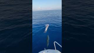 Dolphins Playfully Surround Boat Off the Italian Shore