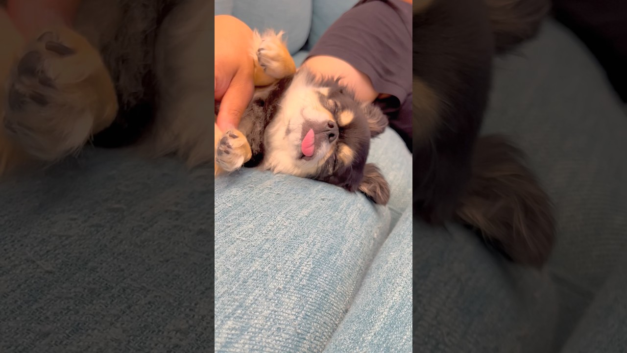 お寝ぼけチビ🐶💤#チワワ #shorts