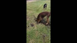 Doberman Hunting Gofers and Getting Dirty - Almost Had One Lol by Moon Bags 1,556 views 5 years ago 1 minute, 31 seconds