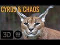 Caracals of Big Cat Rescue