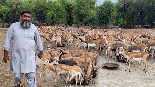 Pak Biggest Black Buck Deer Farm #blackbucks #wildlife #salmankhan