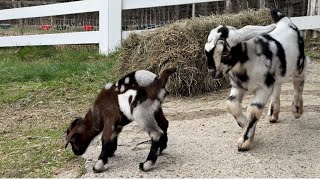 Dozen Goat Kids Play
