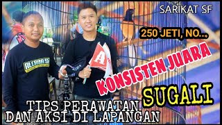 MB SUGALI - Konsisten Juara, Inilah Tips Perawatan MB Sugali dan Aksinya di Lapangan
