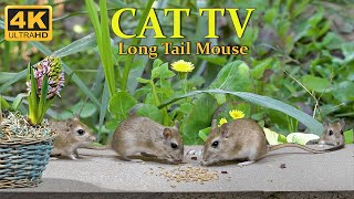 10 hour Cat TV mouse wrangle, clash for food - mouse search & hide for Cats to watch - 4k UHD by Palm Squirrels Studio 8,599 views 4 months ago 10 hours