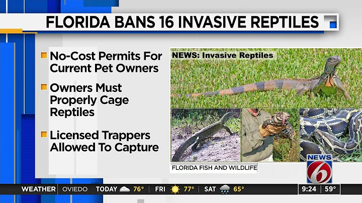 Florida bans commercial breeding of iguanas, other invasive reptiles