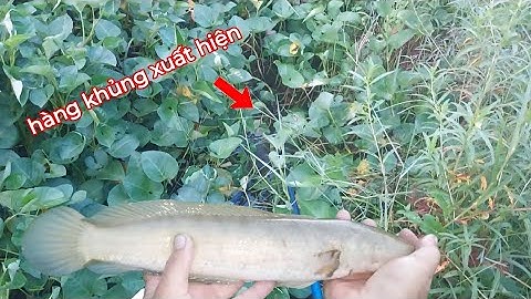 Xiệt Cá Sau Cơn Mưa Trúng Đậm Cá Lóc Khủng Cá Phi Cá Rô Đồng | kích cá miền tây