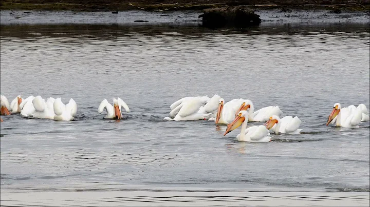 Organized Feeding - American White Pelicans ( Kip ...