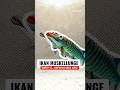 Ikan Yang Dijuluki 10.000 Lemparan? Inilah Muskellunge #ikan #muskie