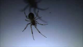 Nejhnusnější pavouk na světě! / Ugliest spider in the world!