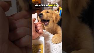 Cucciolo Non Invitato A Cena: Summer Arriva A Tavol