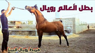 خيول عربية أصيلة في مربط التي تضم اكثر من 50 حصان عربي اصيل مع معتز مطور