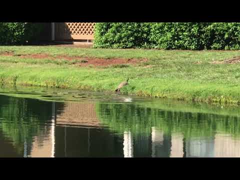 (Vlog #7) TURTLES IN THE MORNING SUN. “Colonial Grand At Edgewater”!
