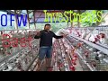 OFW Best Investment/ Layer poultry farming in the philippines/ layer farming business