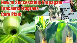 #dracaena #plants #propagation How to successfully propagate corn plant #dracaena Fragrans