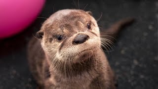 Second Chances: Tilly the river otter