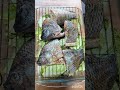 I Grilled The Savoy And The Fish