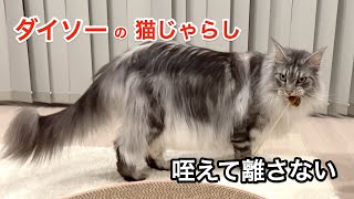 ダイソーの猫じゃらしが気に入りすぎて、咥えて歩き回る猫【大きい猫 メインクーン】